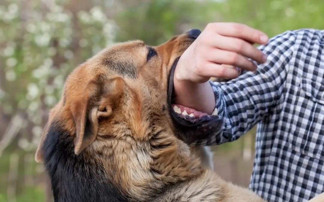 Dog biting a person's arm in close-up.