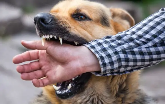 Dog biting person’s arm during attack.