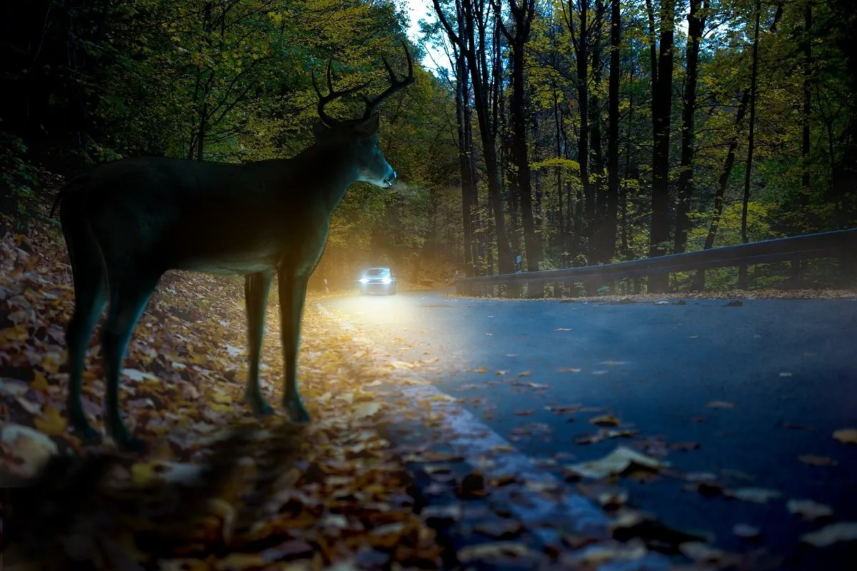 Deer near road as car approaches headlights.